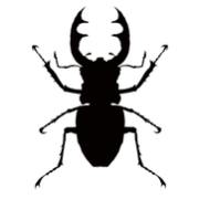 insecte-noir-transparent-5.png